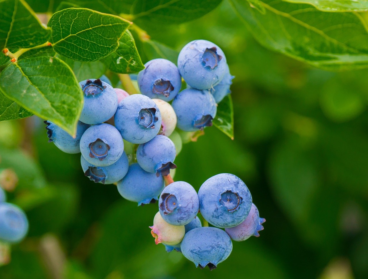 blueberries, fruits, berries-3548239.jpg