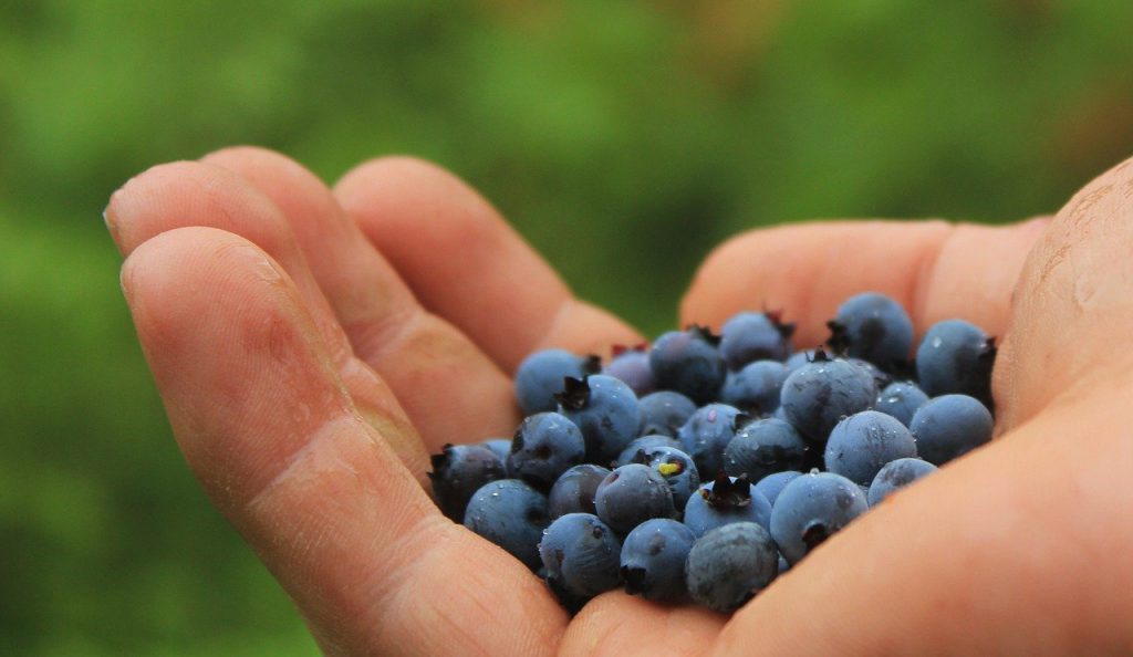 blueberries, to harvest, collect-801571.jpg